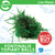 Pisces Live Plant Fontinalis Topiary Balls
