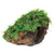 Pisces Live Plant Fontinalis Rocks