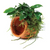 Pisces Live Plant Terracotta Urn (Small) Nana & Font