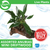 Pisces Live Plant Assorted Anubias - Mini Driftwood