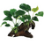 Pisces Live Plant Assorted Anubias - Medium Driftwood