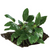 Pisces Live Plant Assorted Anubias - Large Driftwood