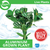 Pisces Live Plant Aluminium Emerse Grown Plants (110300)