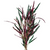 Pisces Live Plant Dragons Flame Emerse Grown Plants (110320)
