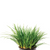Pisces Live Plant Dwarf Green Rush Bunches Emerse Grown Plants (110325)