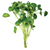 Pisces Live Plant Giant Cardamine Emerse Grown Plants (110335)