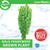 Pisces Live Plant Gold Pennywort Emerse Grown Plants (110345)
