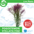 Pisces Live Plant Pogostemon Stellata Fine Leaf Emerse Grown Plants (111426)