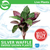 Pisces Live Plant Silver Waffle Emerse Grown Plants (110425)