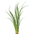 Pisces Live Plant Vari Lime Rush Bunches Emerse Grown Plants (110433)