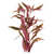 Pisces Live Plant Violet Emerse Grown Plants (110440)