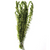 Pisces Live Plant Hydrilla Tank Grown Plants (110175)