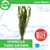 Pisces Live Plant Hydrilla Tank Grown Plants (110175)
