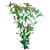 Pisces Live Plant Hygrophila Tank Grown Plants (110190)