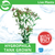 Pisces Live Plant Hygrophila Tank Grown Plants (110190)