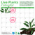 Pisces Live Plant Lace Fern Tank Grown Plants (110370)