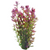 Pisces Live Plant Pink Baby Tears Tank Grown Plants (110230)