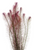 Pisces Live Plant Rotala Wallichii Tank Grown Plants (110235)