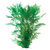 Pisces Live Plant Wisteria Tank Grown Plants (110250)