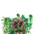 Pisces Live Plant Assorted Bunches - Value Assortments (110500)