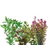 Pisces Live Plant Emerse Grown Bunches - Value Assortments (110520)