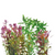 Pisces Live Plant Tropical Bunches Value Assortments (110530)