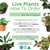 Pisces Live Plant Chain Sword - Broad (110640)