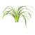 Pisces Live Plant Chlorophytum (110655)