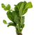 Pisces Live Plant Water Rose (110850)