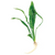 Pisces Live Plant Amazon Swords - Small (111200)