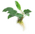 Pisces Live Plant Anubias Emerald Heart (111240)