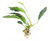 Pisces Live Plant Anubias Lucy (111243)