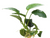 Pisces Live Plant Anubias Nana (111250)