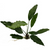 Pisces Live Plant Anubias Afzelli (New) 10-20cm (150105)