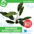Pisces Live Plant Anubias Afzelli (New) 20cm (150110)