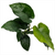 Pisces Live Plant Anubias Barteri (New) - 20-30cm  (150135)
