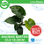 Pisces Live Plant Anubias Barteri (Old) - 10-20cm  (150140)
