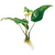 Pisces Live Plant Anubias Hybrid Curly Heart - 10-20cm  (150235)