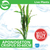 Pisces Live Plant Aponogeton Crispus - 50-60cm  (150315)