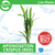 Pisces Live Plant Aponogeton Crispus (Red) (150355)