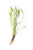Pisces Live Plant Echinodorus Latifolius - 20cm (151010)