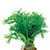 Pisces Live Plant Crested Micro Pteropus 15cm (151490)