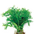 Pisces Live Plant Crested Pteropus 20cm (151495)