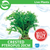 Pisces Live Plant Crested Pteropus 20cm (151495)