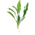 Pisces Live Plant Echinodorus Bleheri - 5cm Pot  (110908)