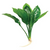 Pisces Live Plant Echinodorus Compact Bleheri - 5cm Pot  (110959)