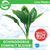 Pisces Live Plant Echinodorus Compact Bleheri - 5cm Pot  (110959)