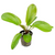 Pisces Live Plant Echinodorus Kleineber 5cm Pot (110963)