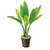 Pisces Live Plant Echinodorus Amazon 5cm Pot (110970)