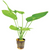 Pisces Live Plant Echinodorus Marble Queen - 5cm Pot  (110980)
